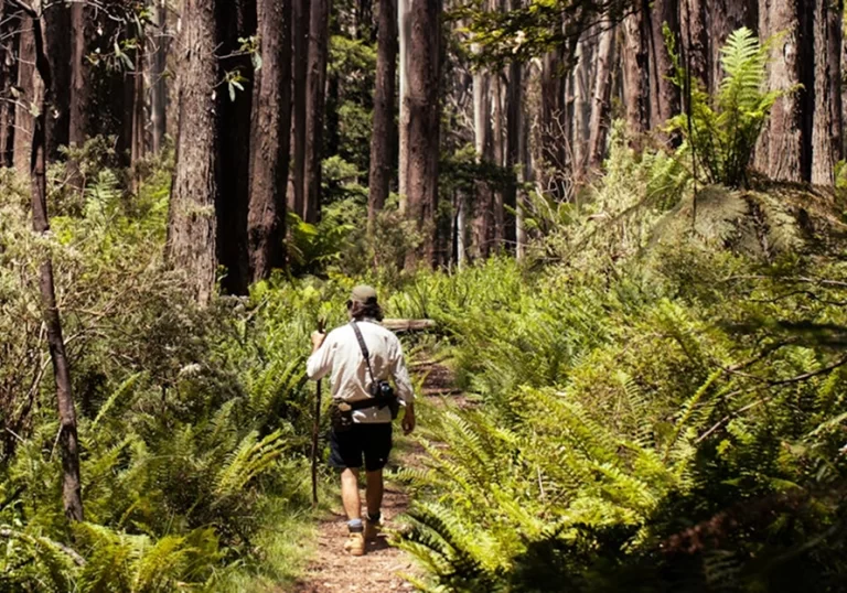 Majestic Black Cascades